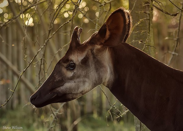 Picture 6 of Animals are 100% real but identical