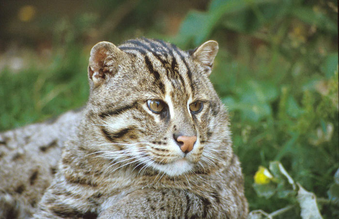 Picture 2 of Animals are about to disappear on Earth