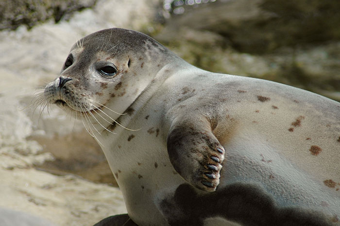 Picture 3 of Animals are about to disappear on Earth
