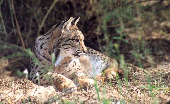 Picture 5 of Animals are about to disappear on Earth