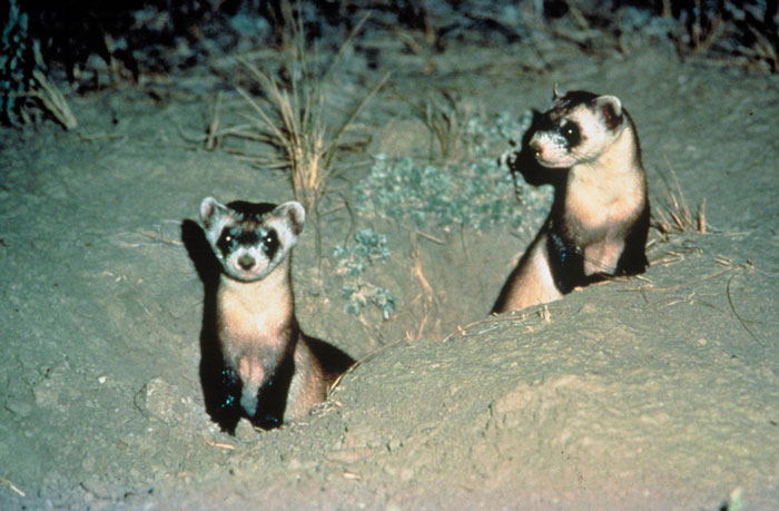 Picture 6 of Animals are about to disappear on Earth