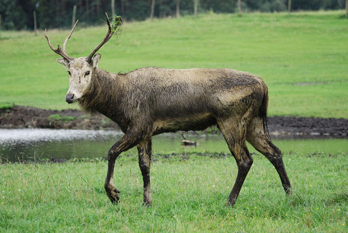 Picture 7 of Animals are about to disappear on Earth