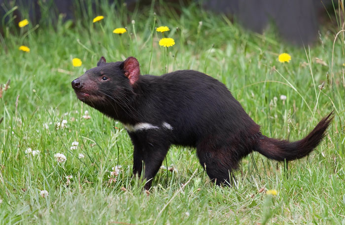 Picture 8 of Animals are about to disappear on Earth
