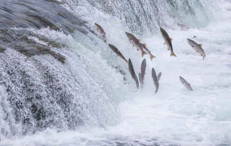 Picture 2 of Animals are capable of causing the Earth to shake when it is done.
