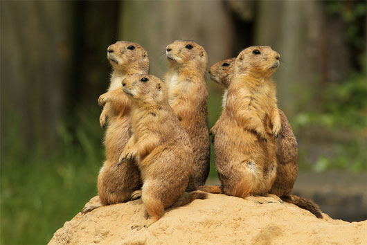 Picture 5 of Animals are easily confused