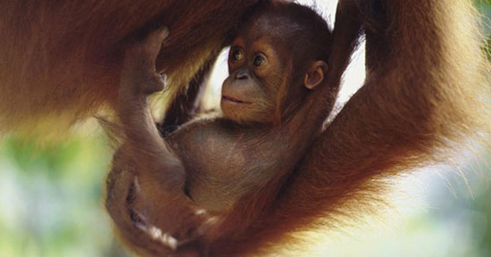 Picture 4 of Animals are 'facing' the danger of extinction