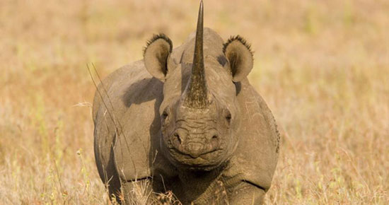 Picture 5 of Animals are 'facing' the danger of extinction