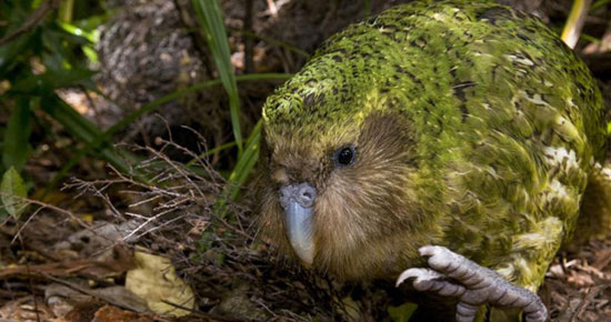 Picture 7 of Animals are 'facing' the danger of extinction