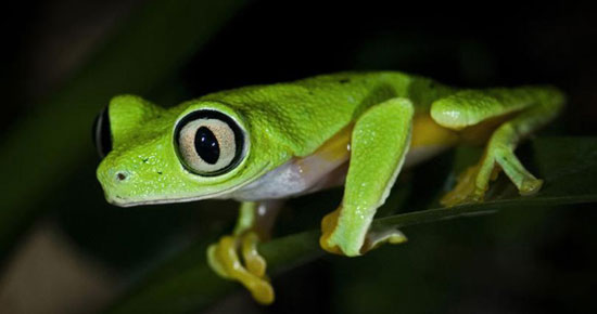 Picture 9 of Animals are 'facing' the danger of extinction