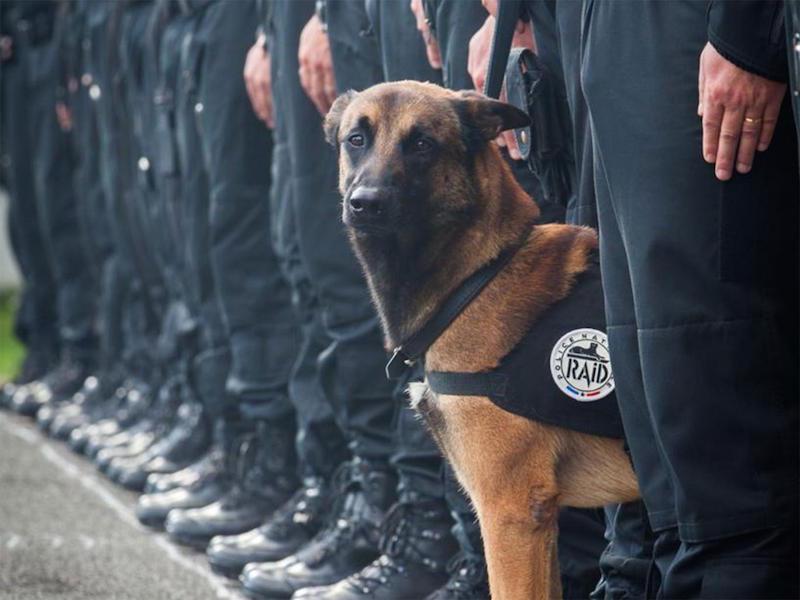 Picture 4 of Animals are honored by courage