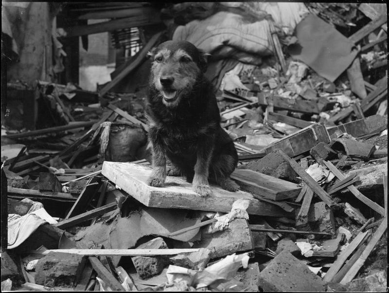 Picture 7 of Animals are honored by courage