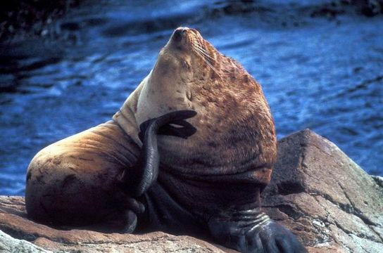 Picture 4 of Animals are only in legend