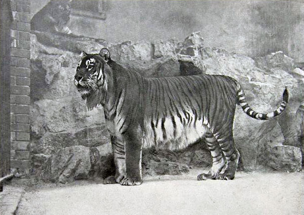 Picture 6 of Animals are only in legend