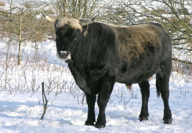 Picture 7 of Animals are only in legend