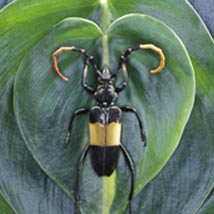 Animals are relatives of plants images 1