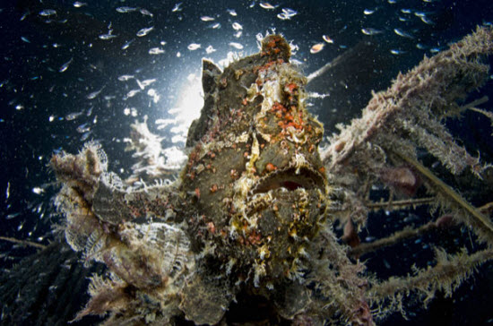Picture 10 of Animals 'blooming' in the deep sea