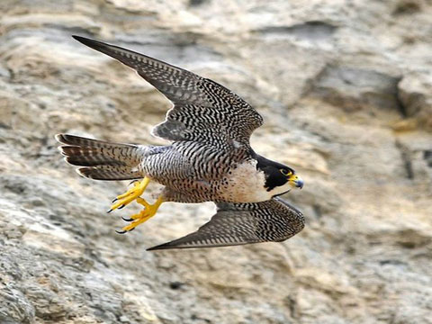 Picture 12 of Animals break every record