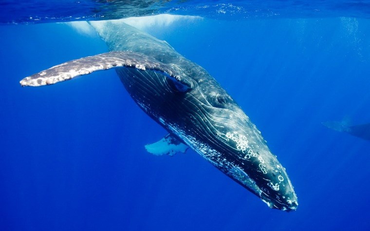 Picture 3 of Animals break every record