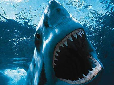 Picture 6 of Animals break every record