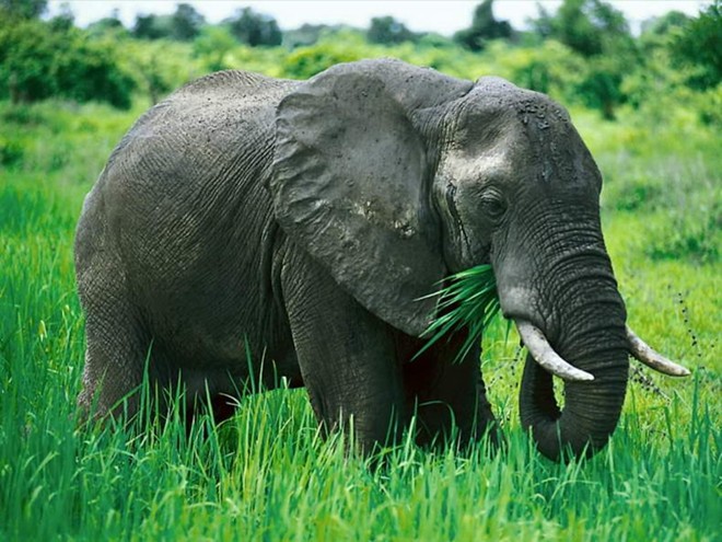 Picture 7 of Animals break every record