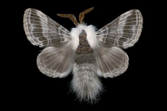 Picture 9 of Animals break every record