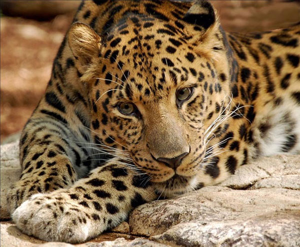 Picture 1 of Animals can disappear forever