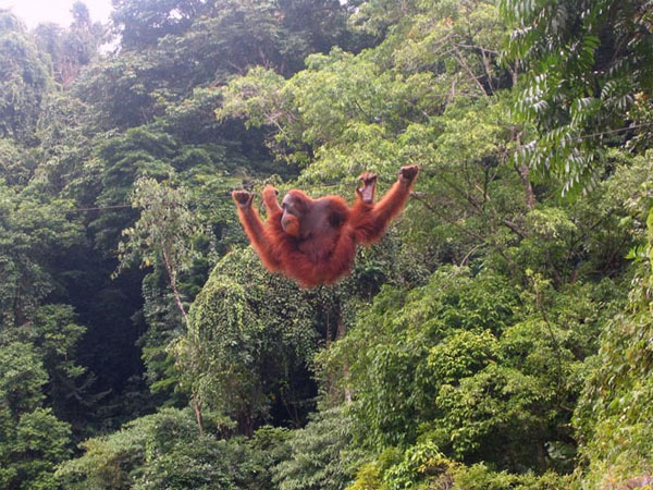 Picture 10 of Animals can disappear forever