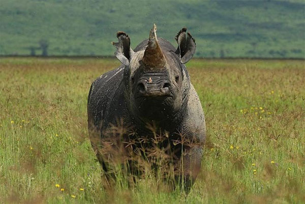 Picture 11 of Animals can disappear forever