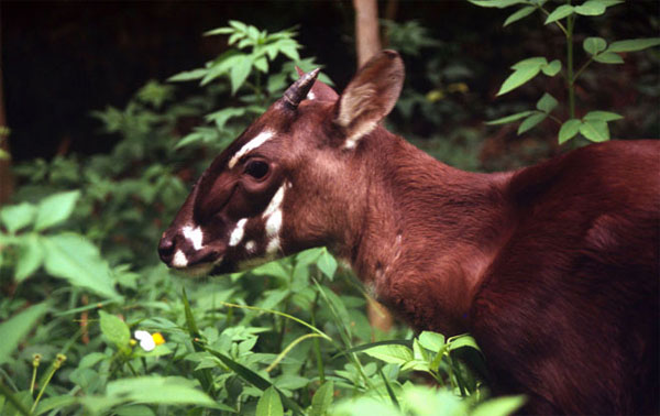 Picture 12 of Animals can disappear forever