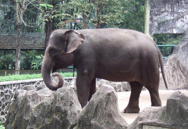Picture 2 of Animals can disappear forever