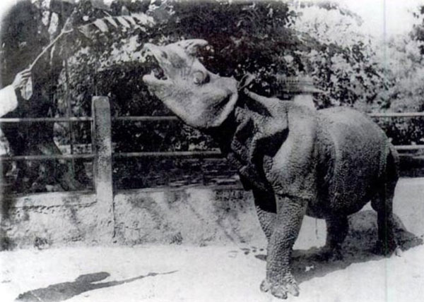 Picture 3 of Animals can disappear forever