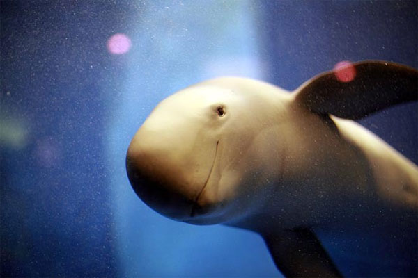 Picture 4 of Animals can disappear forever