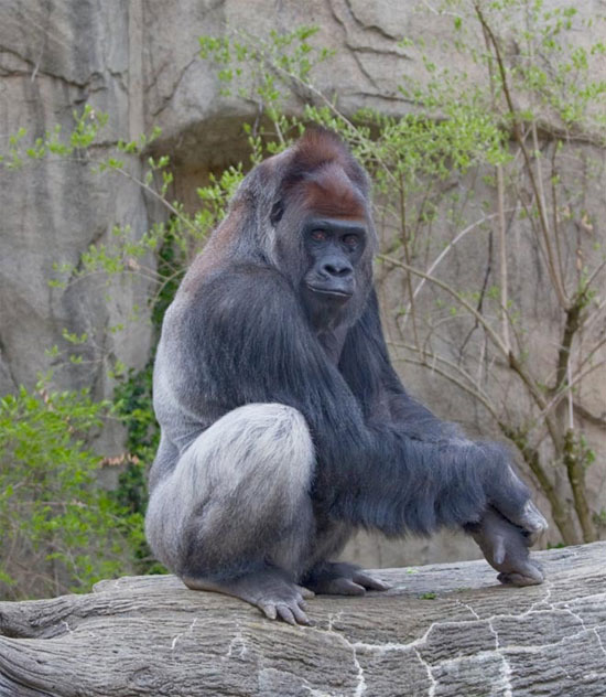 Picture 6 of Animals can disappear forever