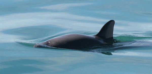 Picture 7 of Animals can disappear forever