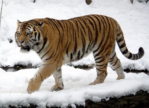 Picture 8 of Animals can disappear forever