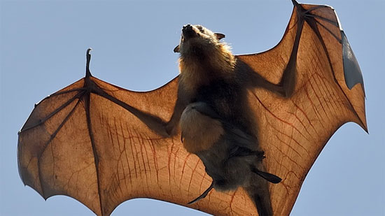 Picture 1 of Animals carry at least 320,000 dangerous virus species