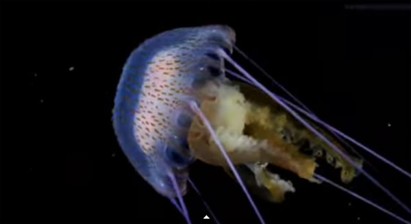 Picture 1 of Animals do not heart, do not brain swim wonders