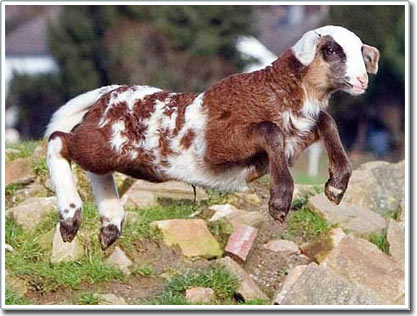Picture 1 of Animals half sheep, half goats
