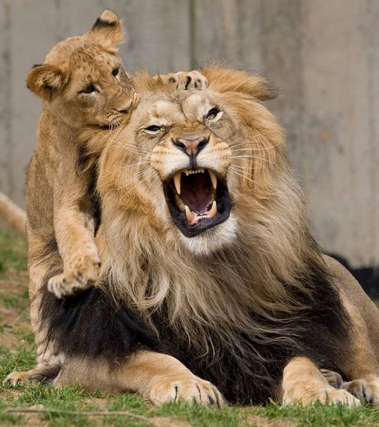 Picture 1 of Animals have a premonition about earthquakes