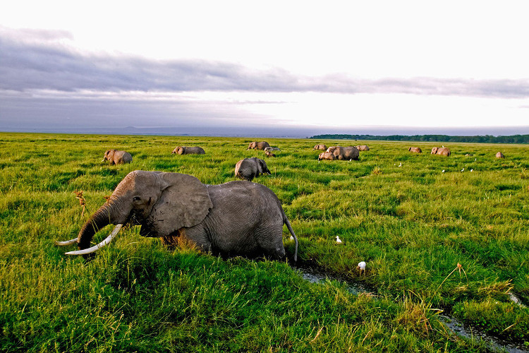 Picture 1 of Animals have fallen by more than half since 1970, the new great extinction is coming?