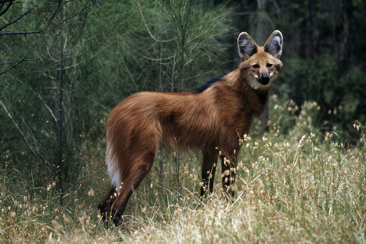 Picture 3 of Animals have fallen by more than half since 1970, the new great extinction is coming?