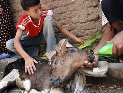 Picture 10 of Animals have strange shapes