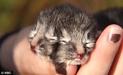 Picture 13 of Animals have strange shapes