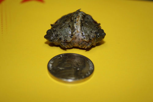 Picture 8 of Animals have strange shapes