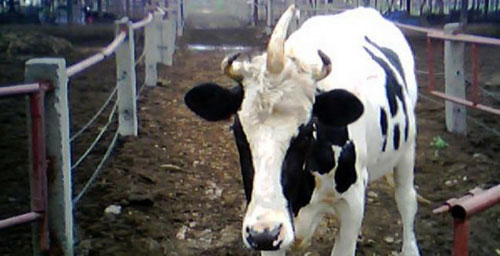 Picture 9 of Animals have strange shapes