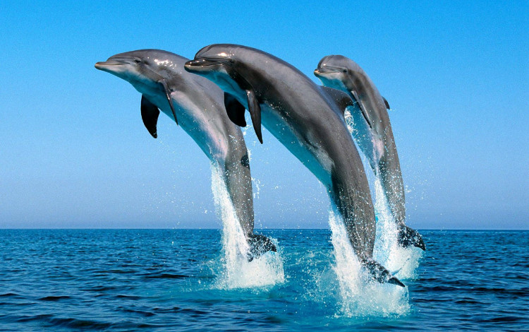 Picture 5 of Animals have the ability to detect superhuman mines