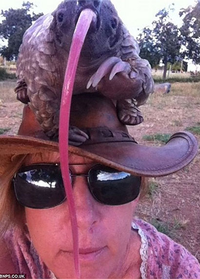 Picture 2 of Animals have the longest tongue on the planet