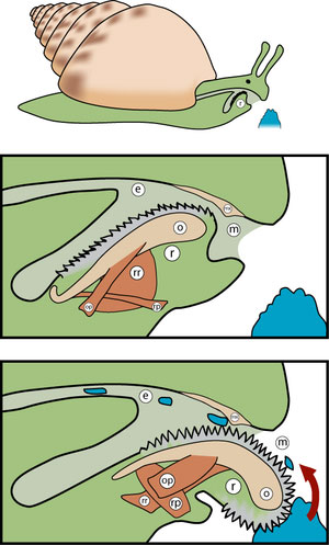 Picture 3 of Animals have up to 25,000 teeth in their mouths