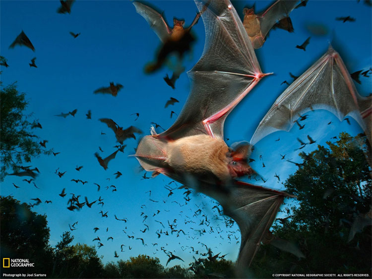 Picture 2 of Animals like crazy go every solar eclipse