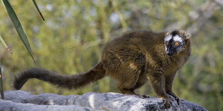 Picture 3 of Animals like crazy go every solar eclipse